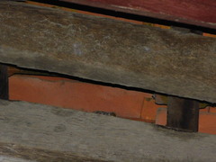 Gekko gecko