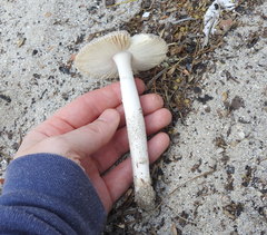 Amanita arenicola