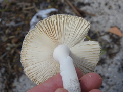 Amanita arenicola