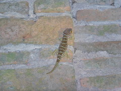 Gekko gecko