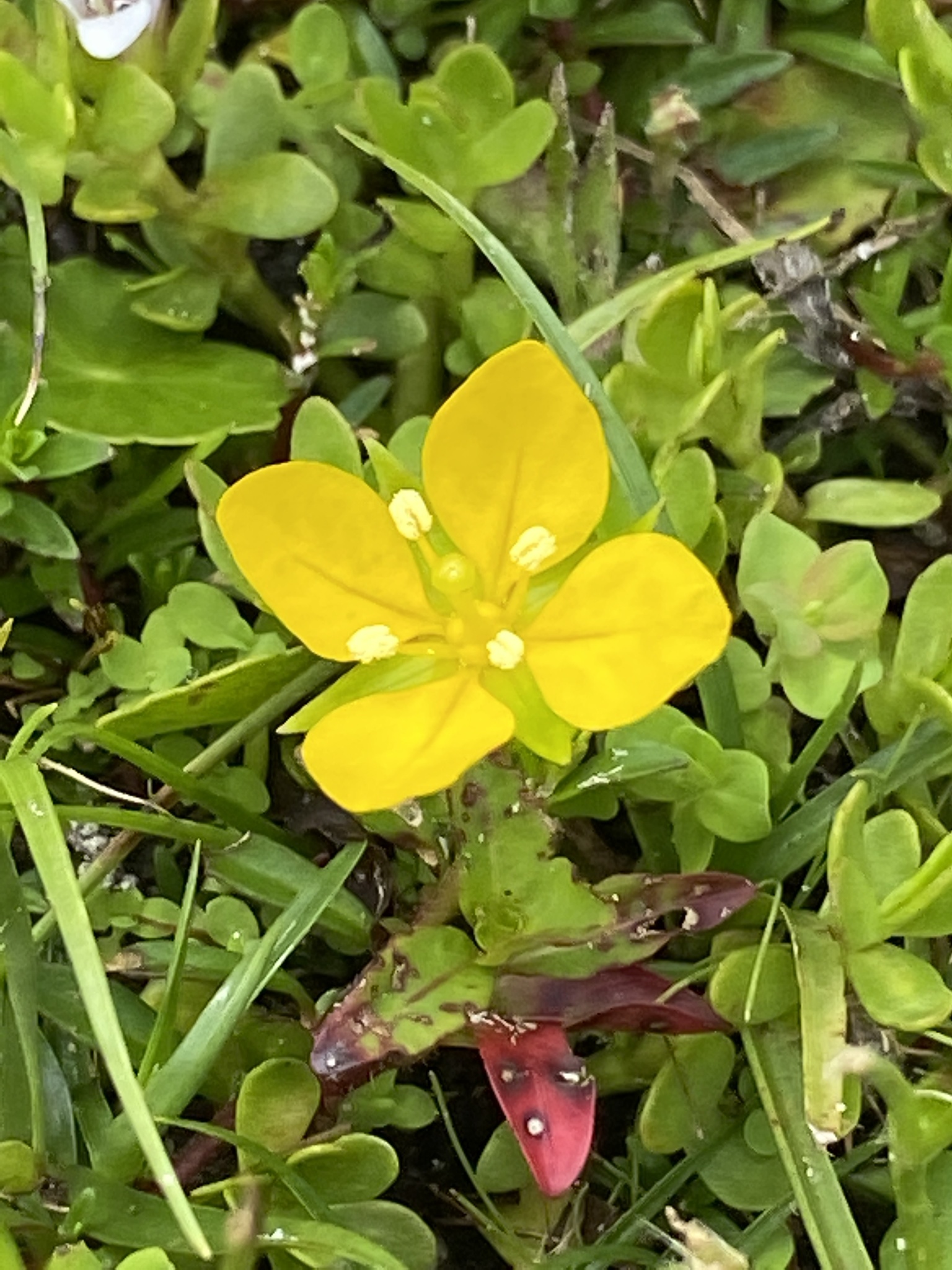 Ludwigia arcuata