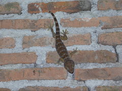 Gekko gecko