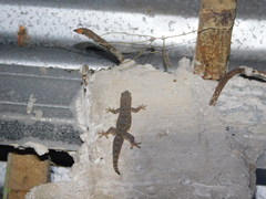 Hemidactylus platyurus