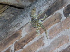 Gekko gecko