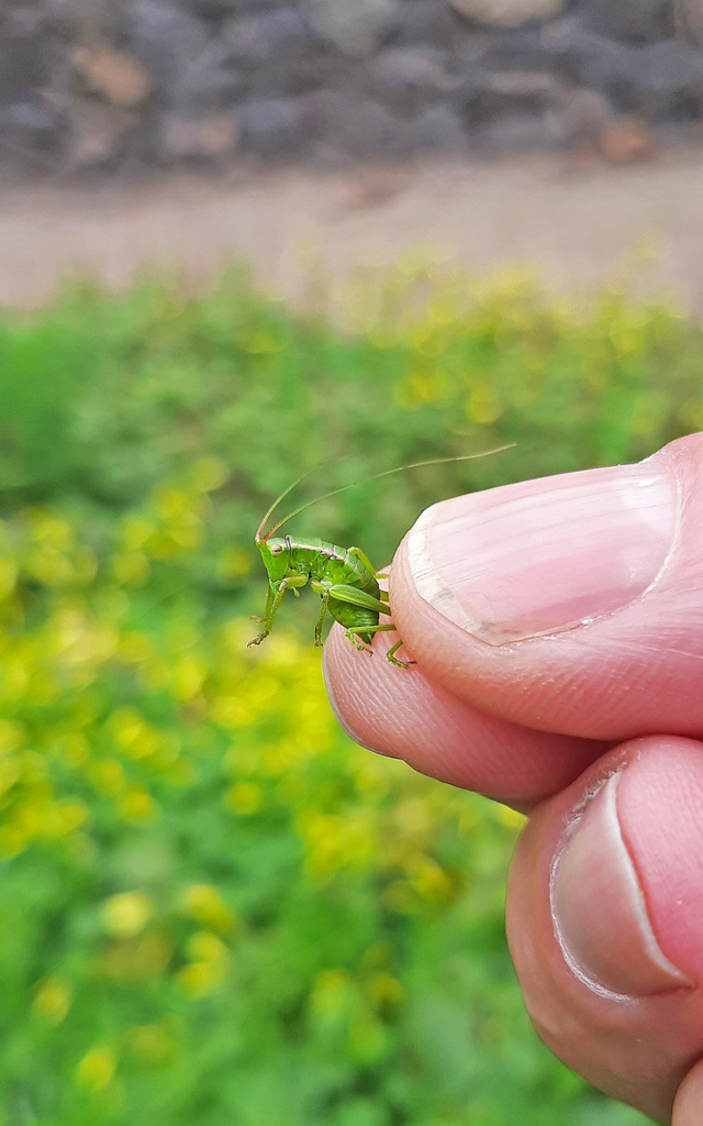 Gomera Green Bush-cricket