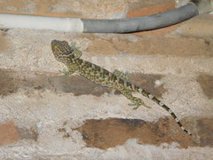 Gekko gecko
