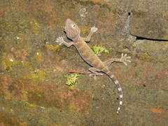 Gekko gecko
