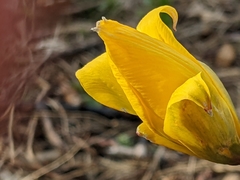 Tulipa sylvestris