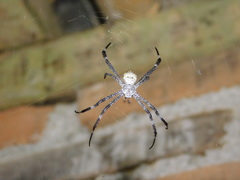 Argiope
