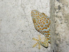 Gekko gecko