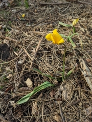 Tulipa sylvestris