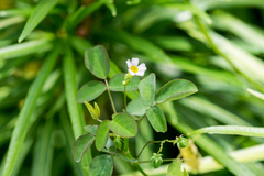 Oxalis barrelieri