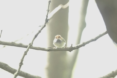 Abroscopus albogularis