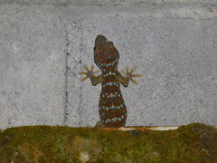 Gekko gecko
