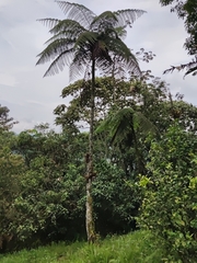 Alsophila spinulosa
