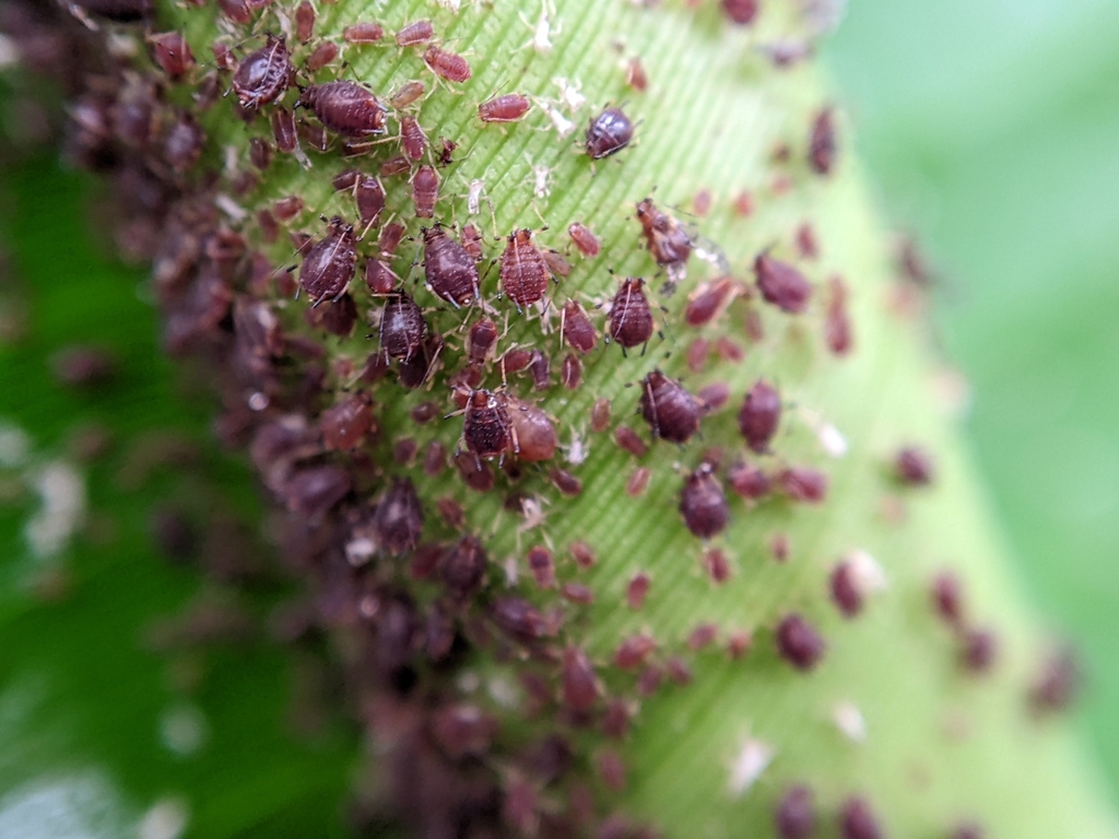banana aphid