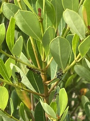 Dielis trifasciata