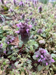 Lamium purpureum