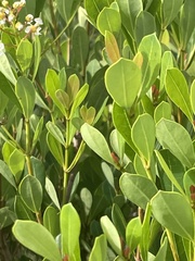 Dielis trifasciata