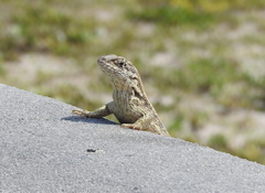 Leiocephalus carinatus