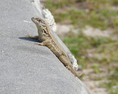 Leiocephalus carinatus