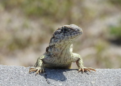 Leiocephalus carinatus