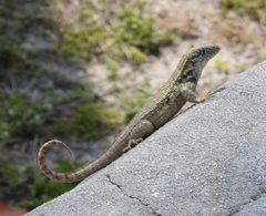 Leiocephalus carinatus