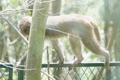 Macaca mulatta