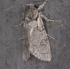 Acronicta tota