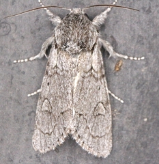 Acronicta tota