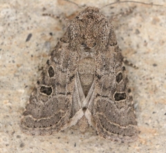 Protorthodes melanopis