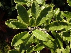 Brachyglottis monroi