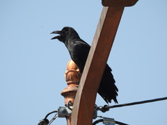 Corvus macrorhynchos