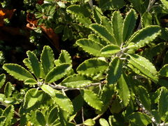 Brachyglottis monroi