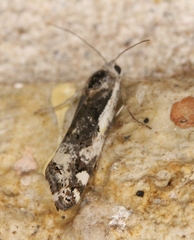 Tarache augustipennis