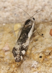 Tarache augustipennis