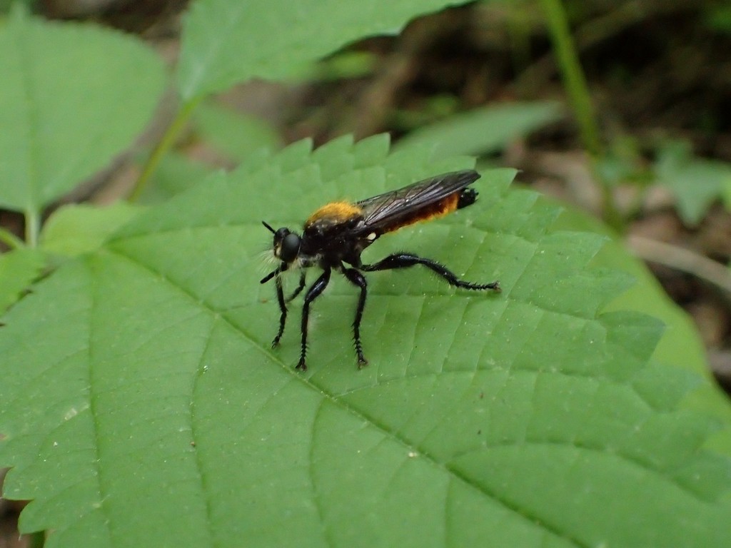 Silky Laphria