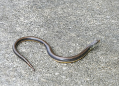 Ophisaurus ventralis image