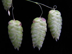 Briza maxima