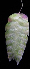 Briza maxima