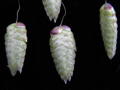 Briza maxima