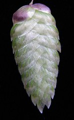 Briza maxima