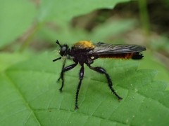 Laphria sericea