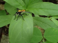 Laphria sericea
