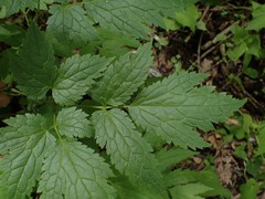 Actaea podocarpa
