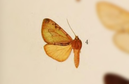 Palaeomolis hampsoni