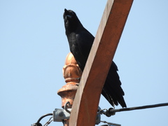 Corvus macrorhynchos