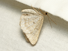 Digrammia rippertaria