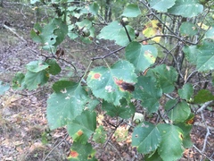 Crataegus pruinosa
