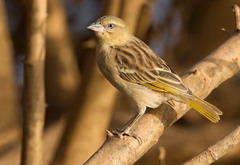 Ploceus melanocephalus